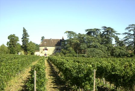 TrichotVines.JPG (49141 bytes)